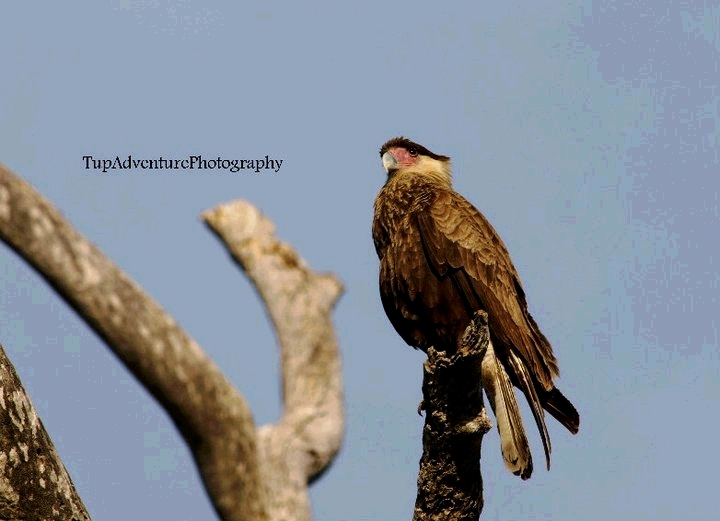 Caracara ทำหน้าที่เหมือนนกแร้งเก็บทำความสะอาดป่า กินซากและของเหลือจากสัตว์อื่น