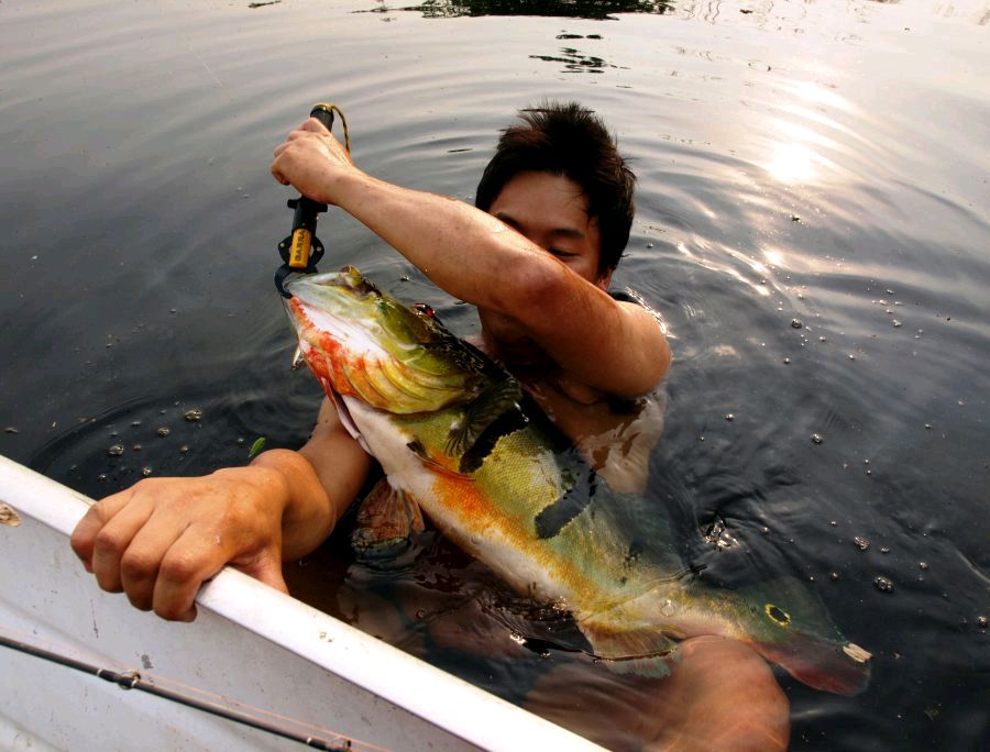 กว่าจะได้ตัวนี้เกือบวันสุดท้าย Azul Peacock Bass เปนสายพันธุ์ที่ใหญ่ที่สุดใยตระกูลพีค๊อก ชาวบ้านบอกเ