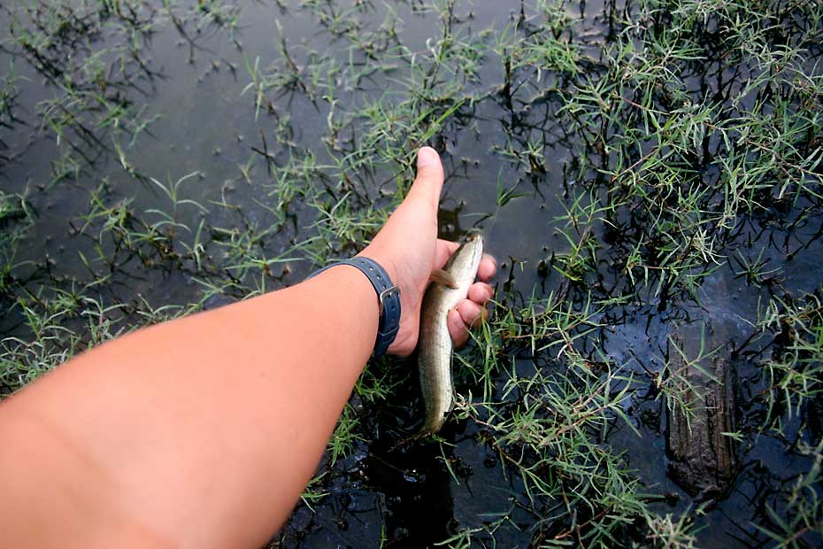 ทางใคร ทางมันเหมือนเดิม
เอ้าไป ตัวหย่ายๆ แล้วค่อยกลับมาใหม่นะ
สิ้นเสียงพูด มันก็วิ่งจู้ด แล้วก็จาก