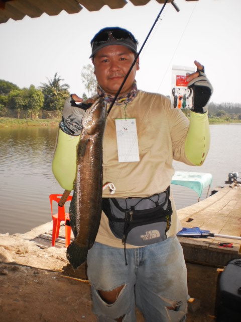  ปลาของน้ากบได้นาทีทองเป็นกบเลยเกี่ยวซะเลยได้ตัวนี้มาครับ1.61Kg(ติดที่ชนะเลิศปลาใหญ่ไปครับ)