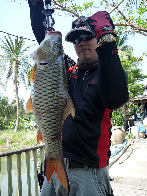 เทียบกับแขนคนตัวโต ต้องพบกันอีกแน่

 :heart: