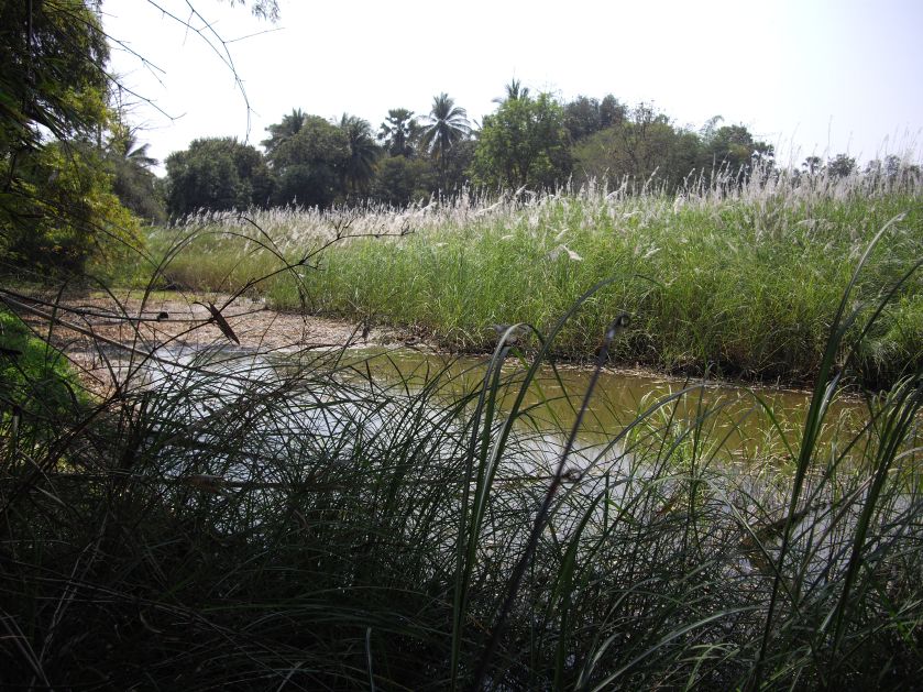 โดนกัดหลายครัง