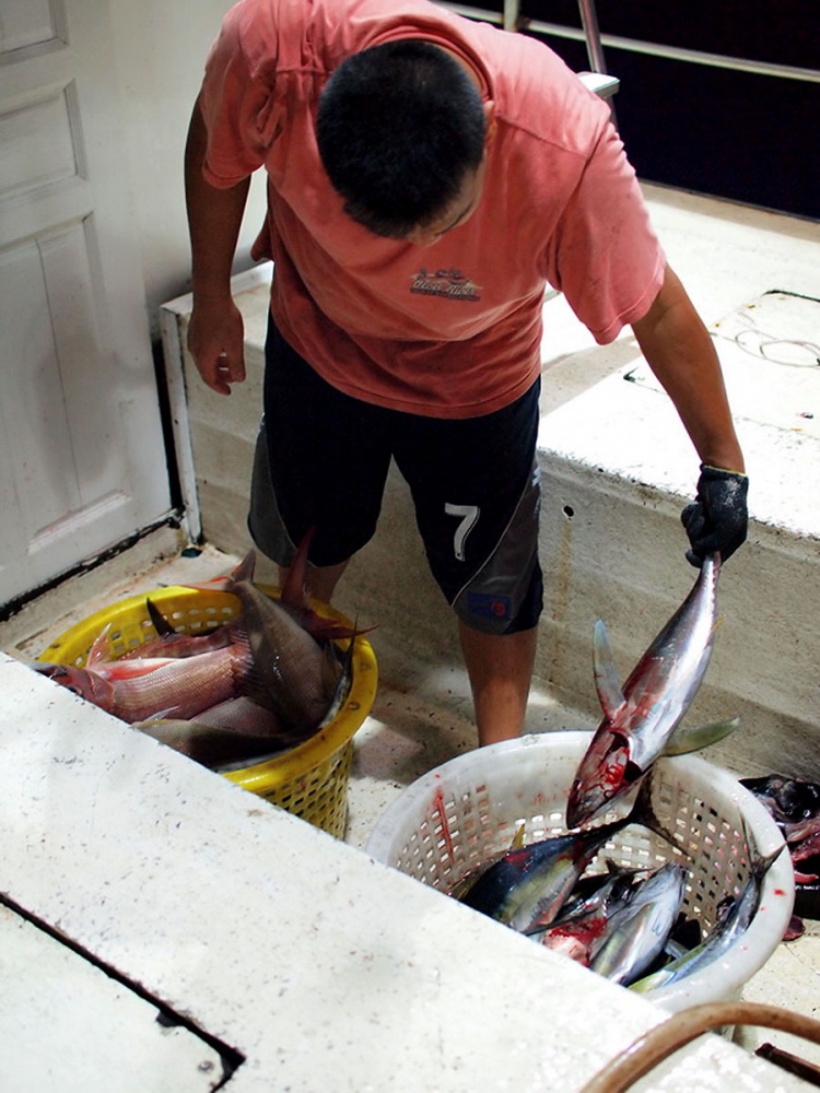 ต้องขอบคุณ  น้าเต่า นะครับที่ช่วยปาดคอปลาให้พวกเราทุกคนได้ปลาทูน่า สดๆๆมากินบ้านกัน  :smile: