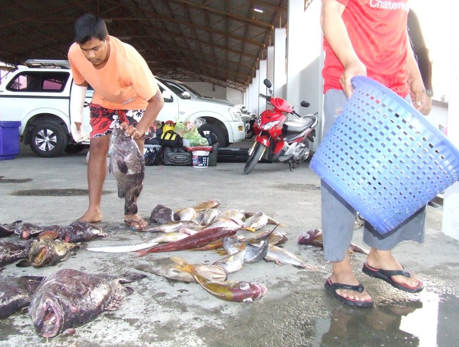 พี่เทปลาไว้เลยเดี๋ยวผมเรียงปลาให้เอง!
เสียงนี้ติดรูหูผมทั้งสองข้างเลยครับ โห!เอแขนหักขนาดนั้น?.....