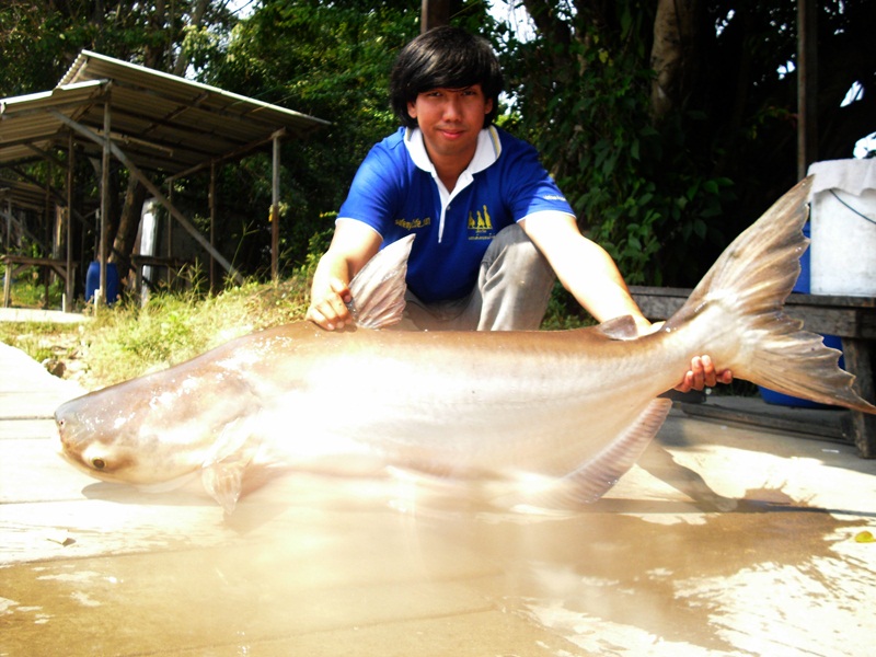 ขึ้นมาแล้วครับ แถมปล่อยแสงใส่กล้องอีกน้องบึกตัวนี้ โอ๊ยย แสบตา  :laughing: :laughing: