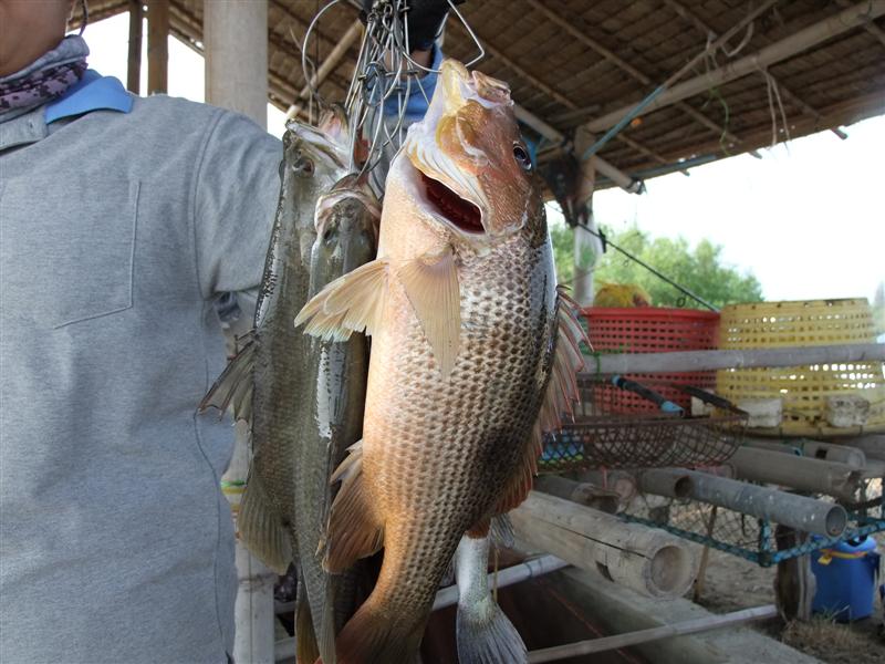 ตัวนี้น่าจะมี 2 โล ครับ หม่ำ ปลายางด้