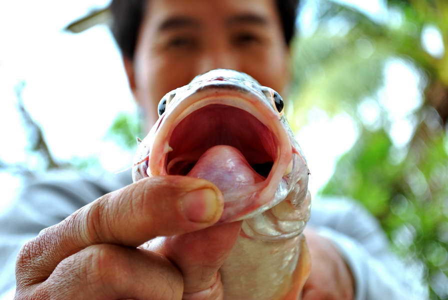 เอาตัวรูปเปิดมาทำกับข้าวครับ :umh: :umh: :umh: :umh: :umh: