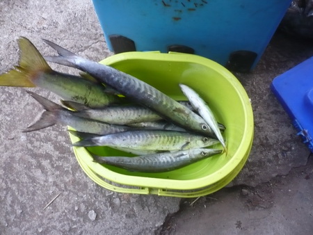 ได้แต่ตัวเล็กๆที่ยกขึ้นเรือได้  ตัวใหญ่ปล่อยกลับลงเล