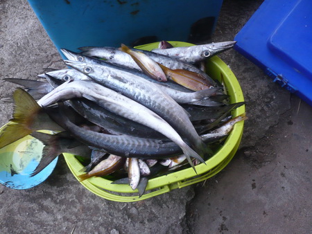 ได้แต่ตัวเล็กๆที่ยกขึ้นเรือได้  ตัวใหญ่ปล่อยกลับลงเล