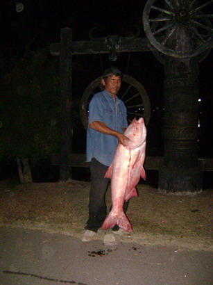 เมืองไทยก็มีนะ   :ohh:   ....บึงแก่นนคร   :love:   [url='http://www.isanfishing.com/cook/post.php?c
