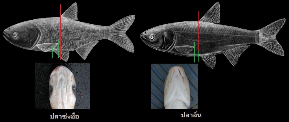 ส่วนตัวผมสังเกตุตามภาพครับ หากสังเกตุ 

1) ปลายของครีบหู หรือ ครีบอก ยาวล้ำเกิน จุดเริ่มต้นของครีบ