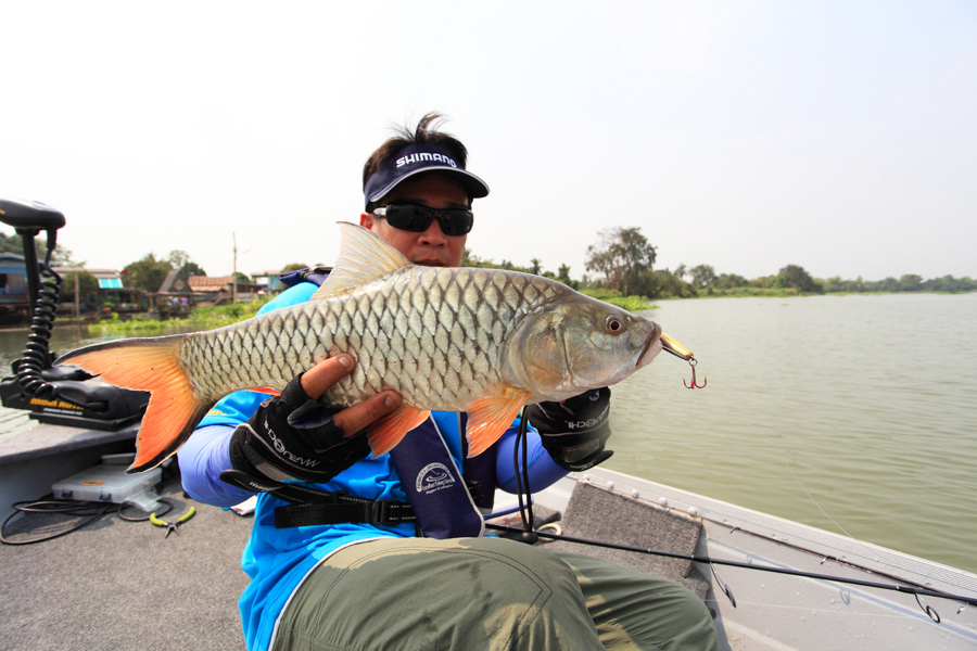 ตัวนี้ทำเพื่อนนกเกือบตกเรือเลยทีเดียว ปลาเค้าแรงครับ  :laughing: