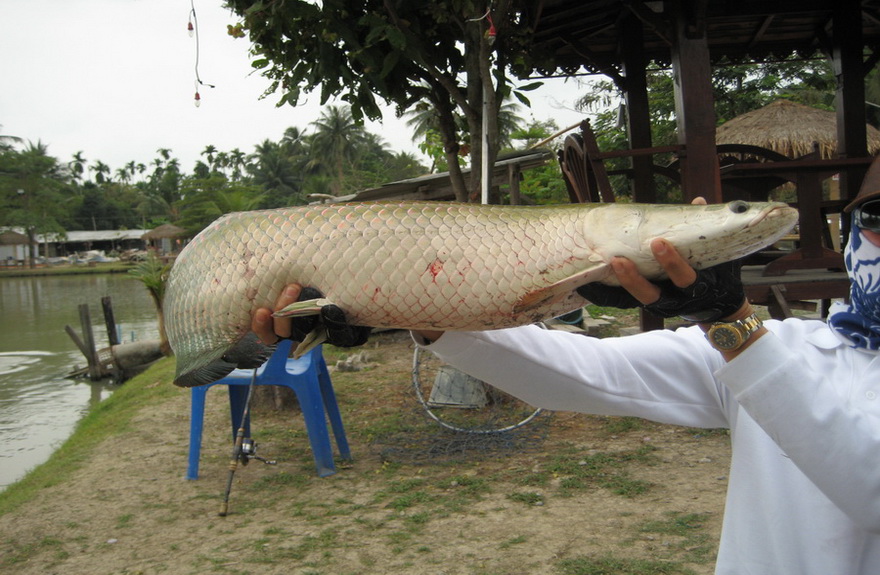 ที่นี่เค้าเรียกว่าปลาเด็กๆ :smile: