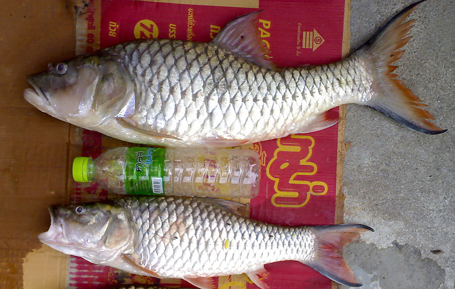 กระสูข ขวดน้ำ... 