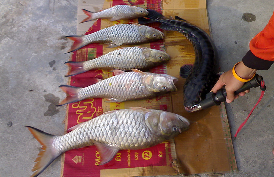 ชะโดโทน กลางฝูงเหล่า กระสูบ  :smile: