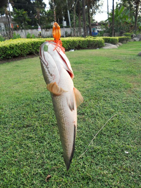 [q][i]อ้างถึง: Find-Fish posted: 23-02-2554, 12:39:41[/i]

 :cheer: :cheer: :cheer:[/q]

 [b]หวั