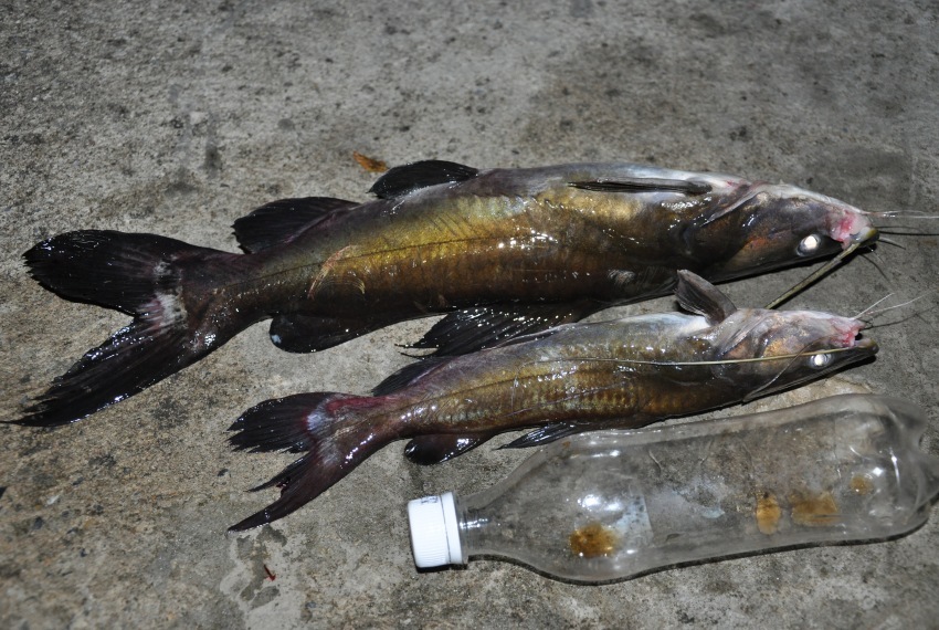 6. ปลากดเหลือง กดแก้ว และกดคัง    เป็นปลาล่าเหยื่อที่มีขนาดใหญ่ อาศัยอยู่ตามตอและต้นไม้ล้มใต้น้ำ โพร