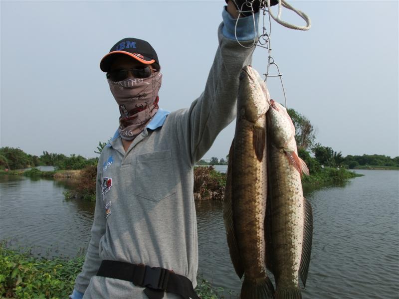 [b]น้าบิ๊ก (BIG+FISH) เมื่อเช้าได้ไป สามหน่วย บ่ายได้เพิ่มมาอีก สองหน่วย คร๊าบ[/b]
:cool: :cool: :c