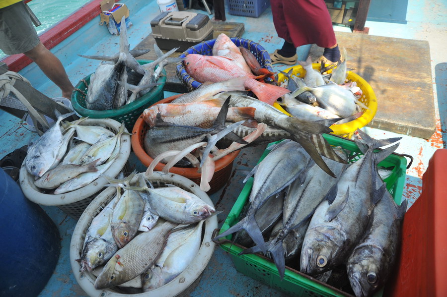 ตะกร้าหมดครับยังเหลือปลาในห้องอีก 4-5 ตะกร้า