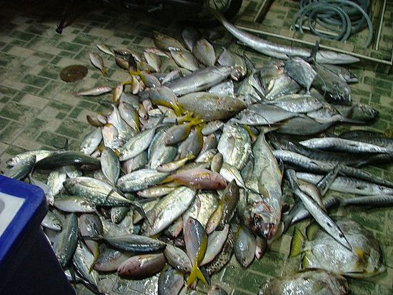 การตกปลาเอาแน่เอานอนไม่ได้ครับอย่างไปคิดว่าไปแล้วต้องได้ปลาทีมากๆเดี๋ยวนี้ปลาไหนทะเลไหนๆก็นับวันจะเป