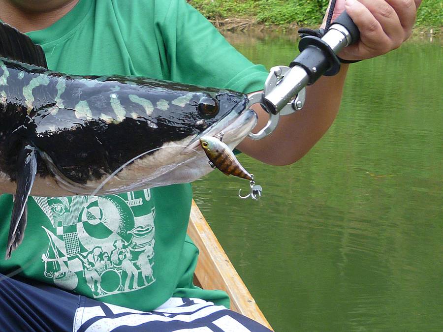 [b]รอบนี้สอยเหยื่อกระดี่ของ Shimano เล่นเอาเบ็ด Decoy หักคาปาก ต้องดึงเบ็ดออกให้ก่อนปล่อยไป [/b]