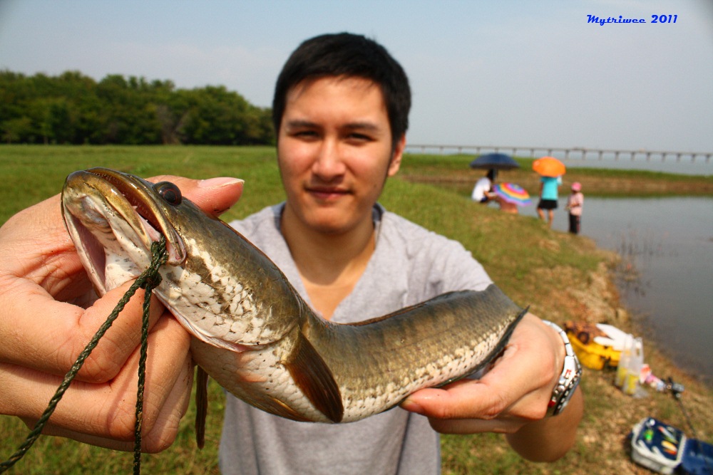 ป่าสัก...ปลาในหลุม