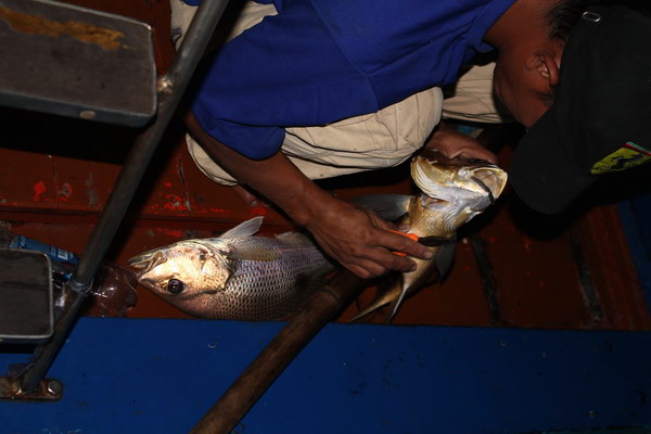 หนู เด็กเรือ วิ่งรอบ ปลดปลาหน้ามั่ง