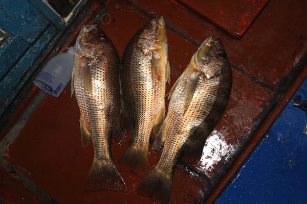 3ตัวนี้ติดๆกันทำเอาหลังเรือชุลมุนว