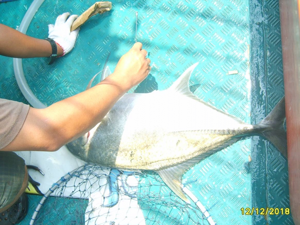 เดินมาท้ายเรือมีกะมงขึ้นมาอีกตัว