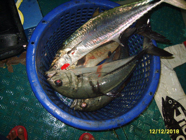 ปลาที่ตกได้ในตอนกลางคืน
