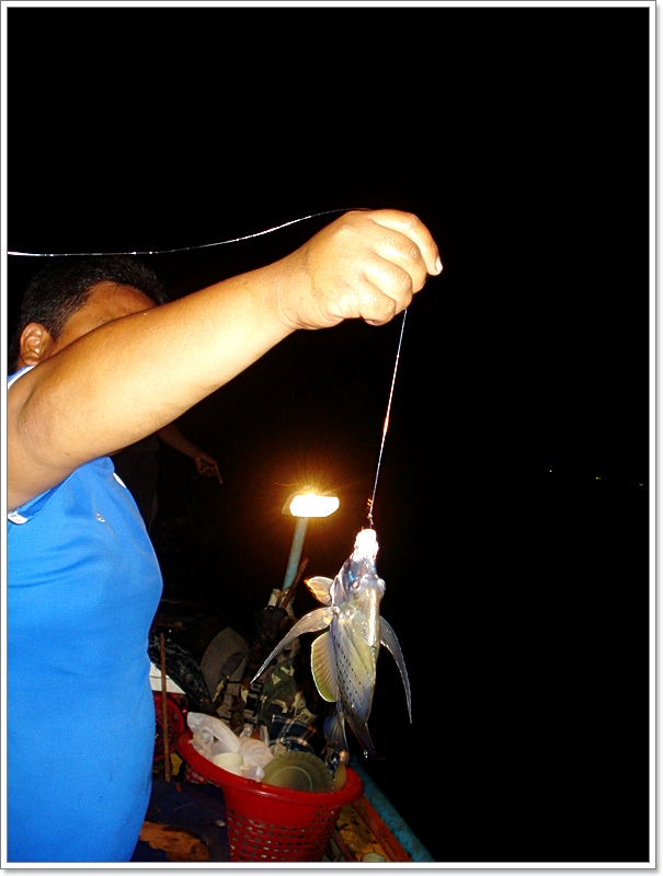 [b]ใบปอตัวจ้อย  หลงเสน่"กุ้งเป็น"..ที่หย่นไว้ข้างเรือแล้วดึงขั้นมา ราว 1 วา

เผื่อเจอผิดคิว!! แ