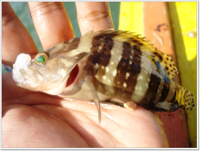 :love: :love: [b]ตัวนี้ขึ้นเที่ยวสูดอากาศบนเ