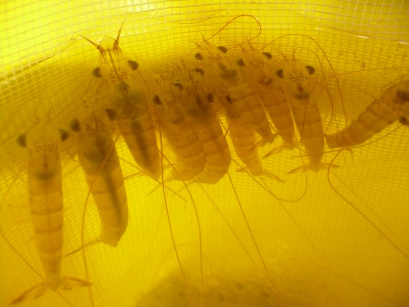ทริพถัดมาครับ วันนี้มีกุ้งเป็นด้วย เข้าแถวรอกันอย่างเป็นระเบียบ :love: