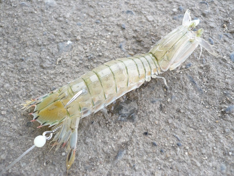มีกั้งปนมากับกุ้งเป็นลองเกี่ยวตีท