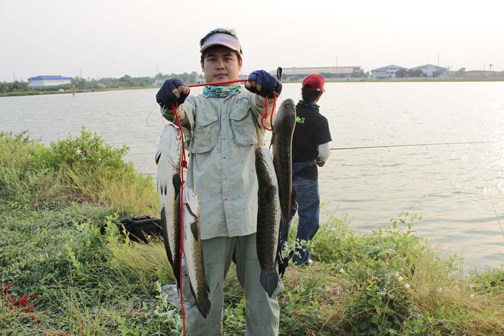 แต่ตอนนี้ ผมเอามา4ตัวแล้ว :grin: