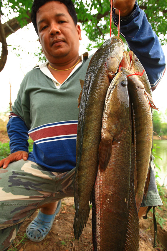 6 ตัวเกือบๆ 13 Kg สำหรับเช้านี้ครับ