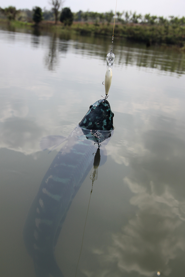 ...Pivefishing..สวัสดีครับน้า.. :grin: :grin:

..แพะทะเล12..สวัสดีครับน้า.. :grin: :grin:

..T^T