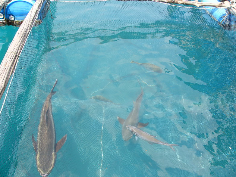 หลังจากชั่งปลาเป็นกันเสร็จก็เอาปลามาปล่อยลงในกระชัง ที่ทางประมงจัดเตรียมไว้ให้ ตัวใกล้ตกได้โดยเรือไต