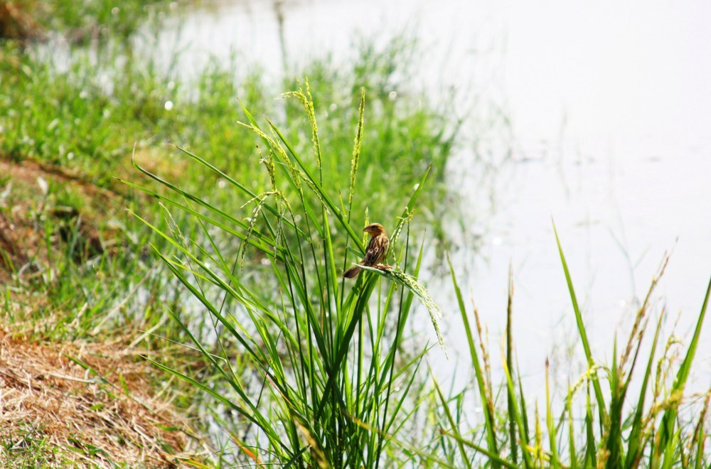 [q][i]อ้างถึง: อันตัวข้า posted: 22-03-2554, 12:44:05[/i]

ตา