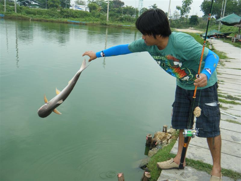 ปลาบินครับ