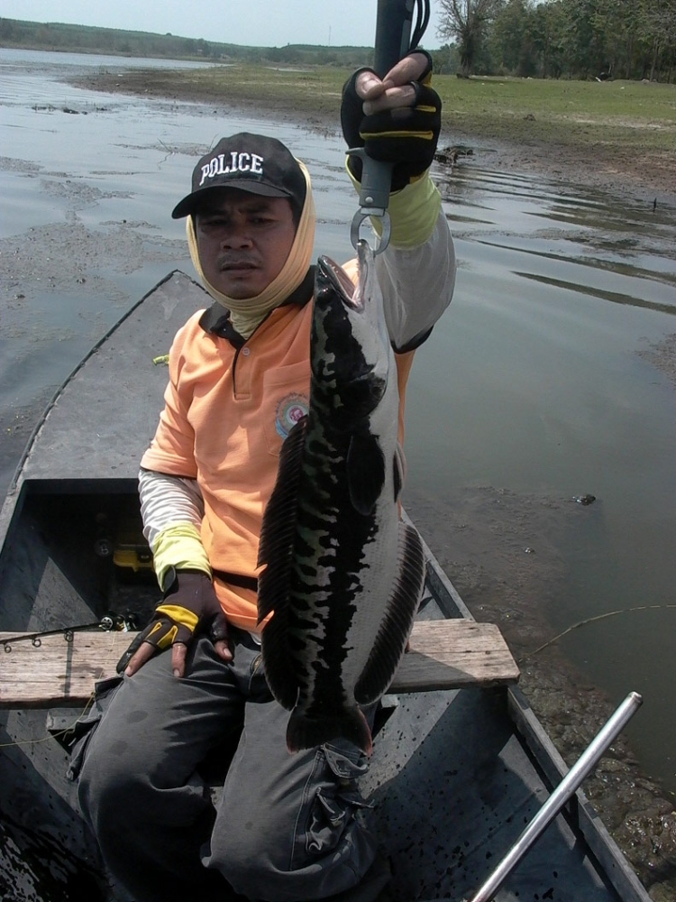 [q][i]อ้างถึง: eaklovefishing posted: 29-03-2554, 18:48:33[/i]

+++   ตามช