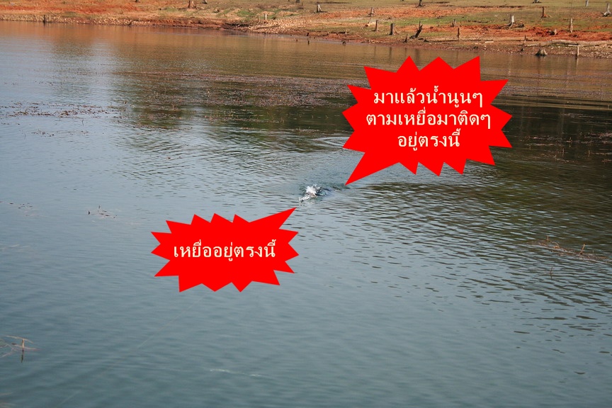สวัสดีครับ น้า ไร้ท์เอฟซี( ขอบคุณมากครับ :blush: :love: :love: :love:)
 [q]+++  ตามชม  ยังติดตากับภ