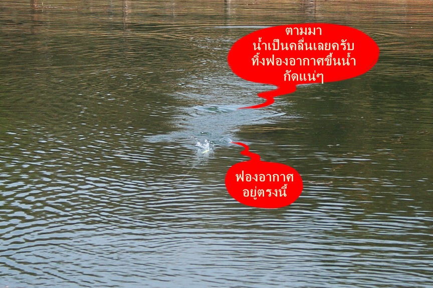 สวัสดีครับ น้า รินมาบประชัน  ( ขอบคุณมากครับ :blush: :love:)
 [q]+ของเขาดุจริง......อิอิอิอิอิ[/q]
