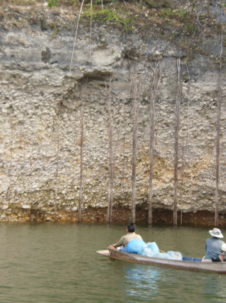 มีเรือชาวบ้านจะมาวางข่าย ปลาบึก
มี