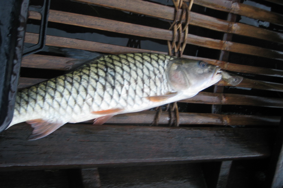 ตัวนี้เอาไปทำกับข้าว :umh: