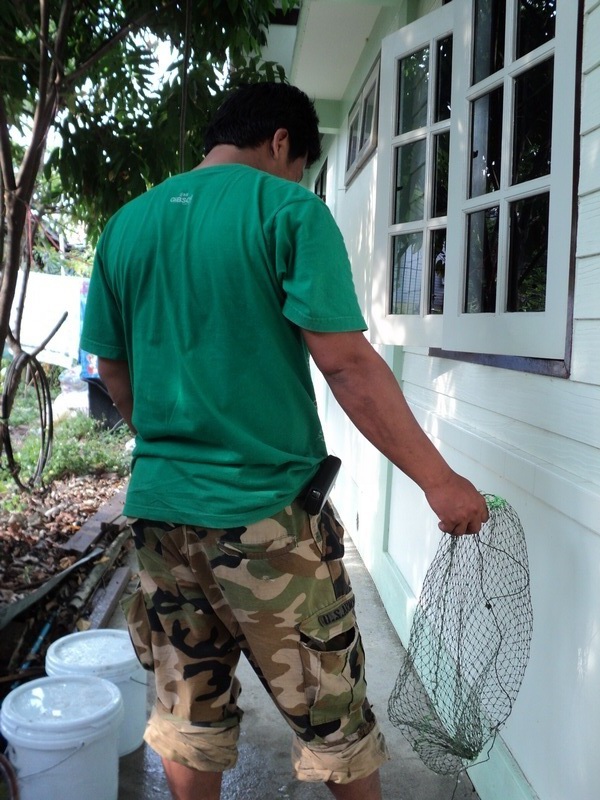 ส่วนนี่สำหรับน้า สุรสักดิ์02 ครับ กระชังเปล่าหรือเรียกอีกอย่างว่า"แห้ว" ครับ :laughing: :laughing: