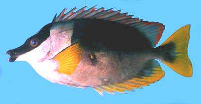 ปลาสลิดหินโฉมงาม
Siganus magnificus
(Burgess, 1977)
Magnificent Rabbitfish  

D XIII, 10; A VII