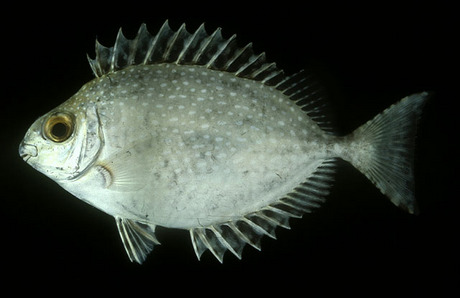 ปลาสลิดหินจุดขาว
Siganus canaliculatus   (Park, 1797)  
White-spotted spinefoot 
ขนาด 30 cm