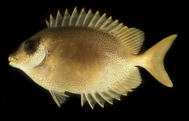 ปลาสลิดหินเหลือง
Siganus corallinus   (Valenciennes, 1835)  
Blue-spotted spinefoot  
ขนาด 30 cm