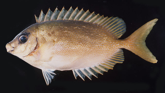 ปลาสลิดหินเหลืองตาดำ
Siganus puelloides   Woodland & Randall, 1979  
Blackeye rabbitfish  
ขนาด 5